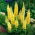 Lupinus, Lupin, Lupin Yellow - paquete grande! - 10 piezas