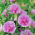 Alcea, Hollyhocks Parkrondell - lielais iepakojums! - 10 gab.