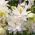 Aquilegia, Columbine, Granny's Bonnet White Barlow - stort paket! - 10 st