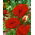 Oriental poppy - Papaver orientale -  large package! - 10 pcs