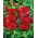 Alcea, Hollyhocks Red - lielais iepakojums! - 10 gab.