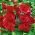 Alcea, Hollyhocks Red - lielais iepakojums! - 10 gab.