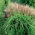 Maiden silvergrass - Orientul Îndepărtat - pachet mare! - 10 buc - 