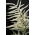 Erdei tündérfürt - Aruncus dioicus