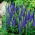 Veronica, Speedwell Blue - large package! - 10 pcs