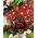 Pasquebloem - rode bloemen - zaailing; pasqueflower, gewone pasquebloem, Europese pasqueflower - groot pakket! - 10 stuks - 