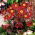 Pasquebloem - rode bloemen - zaailing; pasqueflower, gewone pasquebloem, Europese pasqueflower - groot pakket! - 10 stuks - 