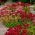 uva de gato del Cáucaso - Sedum spurium - conjunto de raíces; cultivo de piedra de dos hileras - ¡paquete grande! - 10 piezas