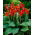 Canna lily - President - gros paquet ! - 10 pieces