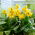 Canna Lily - Happy Emily - Großpackung! - 10 Stk - 
