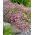 Pink-flowered baby's breath - Gypsophila - root set -  large package! - 10 pcs