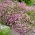 Pink-flowered baby's breath - Gypsophila - root set -  large package! - 10 pcs
