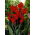 Canna Brilliant - groot pakket! - 10 stuks - 