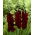 Gladiolus Black Surprise - XXXL pack - 250 pcs