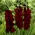 Gladiolus Black Surprise - XXXL pack - 250 pcs