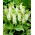 Eucomis autumnalis - pacchetto di 2 pezzi