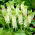 Eucomis Autumnalis - XXL pak 100 stuks - 