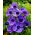 Anemone Mr Fokker - XXL Pack - 80 st