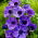 Anemone Mr Fokker - XXL Pack - 80 st