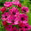 Anemone Sylphide - Pack XXL - 80 uds