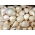 Schnittlauch Snowball - 0,5 kg