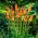 Kniphofia, Red Hot Poker, Tritoma Uvaria - XL-pakke - 50 stk