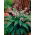 Convallaria Rosea - XL-Packung - 50 Stk