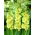 Gladiolus النجم الأخضر - 5 البصلة - Gladiolus Green Star