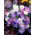 Anemone blanda - MIX - csomag 8 darab