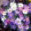 Anemone blanda - MIX - csomag 8 darab