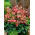Oxalis Deppei - XXXL Pack 1250 uds