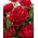 Storblomsteret rose - rød - potteplante - 