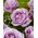 Storblomsteret rose - lilla - potteplante - 