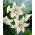 Lilium, Lily White Tiger
