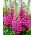 Digitalis, Foxglove Camelot Rose - nagy csomag! - 10 db.