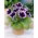 Kaiser Wilhelm paars-witte gloxinia (Sinningia speciosa) - grootverpakking! - 10 stuks - 