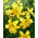 Tigerlilja - Yellow Tiger - stort paket! - 10 st