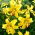 Tigerlilja - Yellow Tiger - stort paket! - 10 st