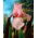Iris germanica Pink - bebawang / umbi / akar