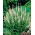 Veronica, Speedwell White -  large package! - 10 pcs