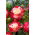 Storblomsteret rose - lyserød-hvid - potteplante - 