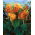 Canna Carnaval - grand paquet ! - 10 pieces