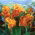 Canna Carnaval - grand paquet ! - 10 pieces