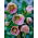 Helleborus orientalis