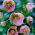 Helleborus, Hellebores Orientalis - paquete grande! - 10 piezas