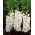 Kardvirág fehér - XXL - csomag 5 darab - Gladiolus