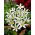 Zephyranthes Candida - Confezione XXL 100 pz