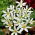 Zephyranthes Candida - Confezione XXL 100 pz
