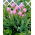 Curcuma, Siam Tulip Rose - XL pak - 50 st - 