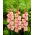 Glaieul Priscilla - grand paquet ! - 50 pieces